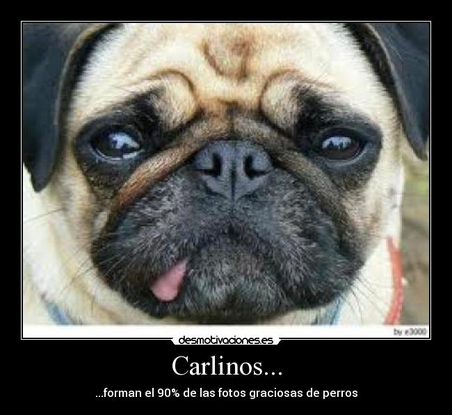 Carlinos... - 