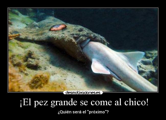 ¡El pez grande se come al chico! - 