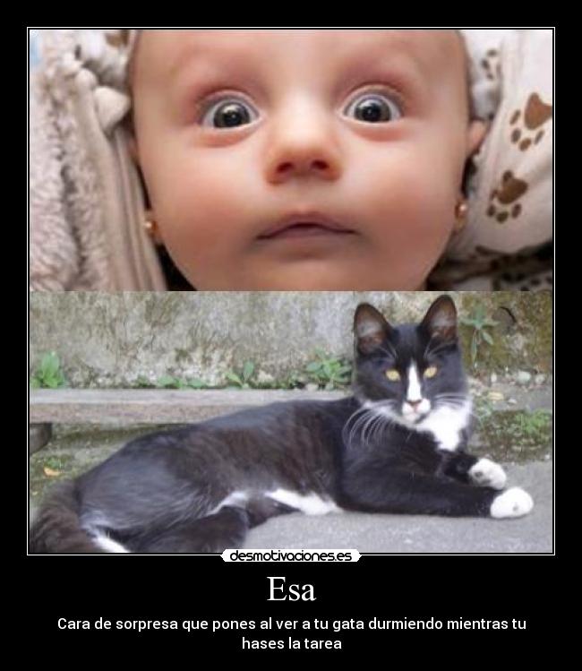 carteles gatitos desmotivaciones