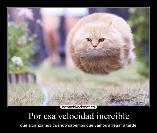carteles tears heaven bola peluda gatito mono desmotivaciones