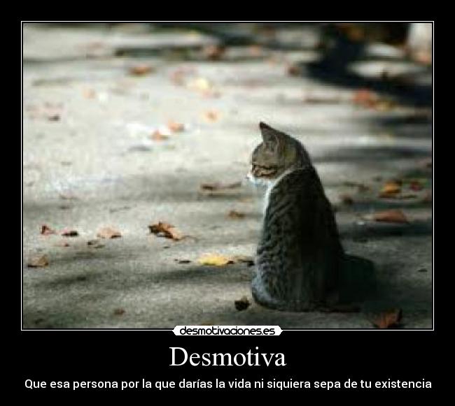 carteles cat alone desmotiva desmotivaciones