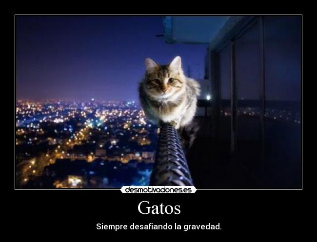Gatos - 