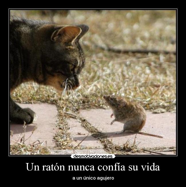 Un ratón nunca confía su vida -