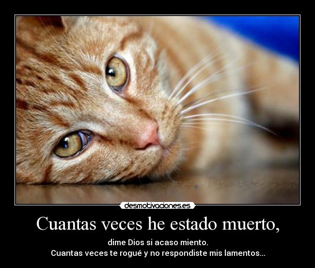 Cuantas veces he estado muerto, - dime Dios si acaso miento.
Cuantas veces te rogué y no respondiste mis lamentos...