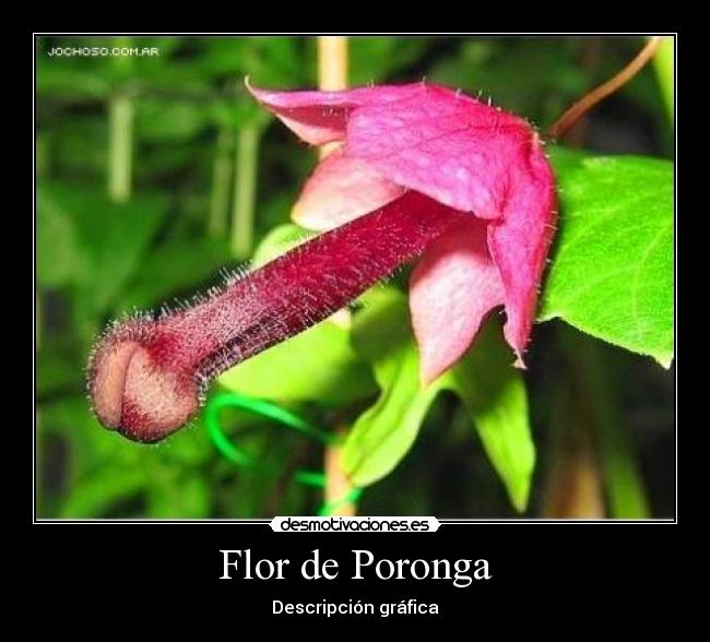 Flor de Poronga -
