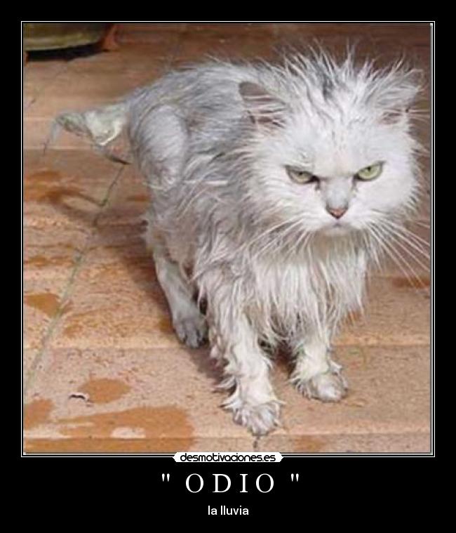   O D I O   - la lluvia