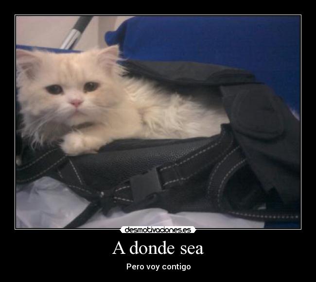 A donde sea - Pero voy contigo