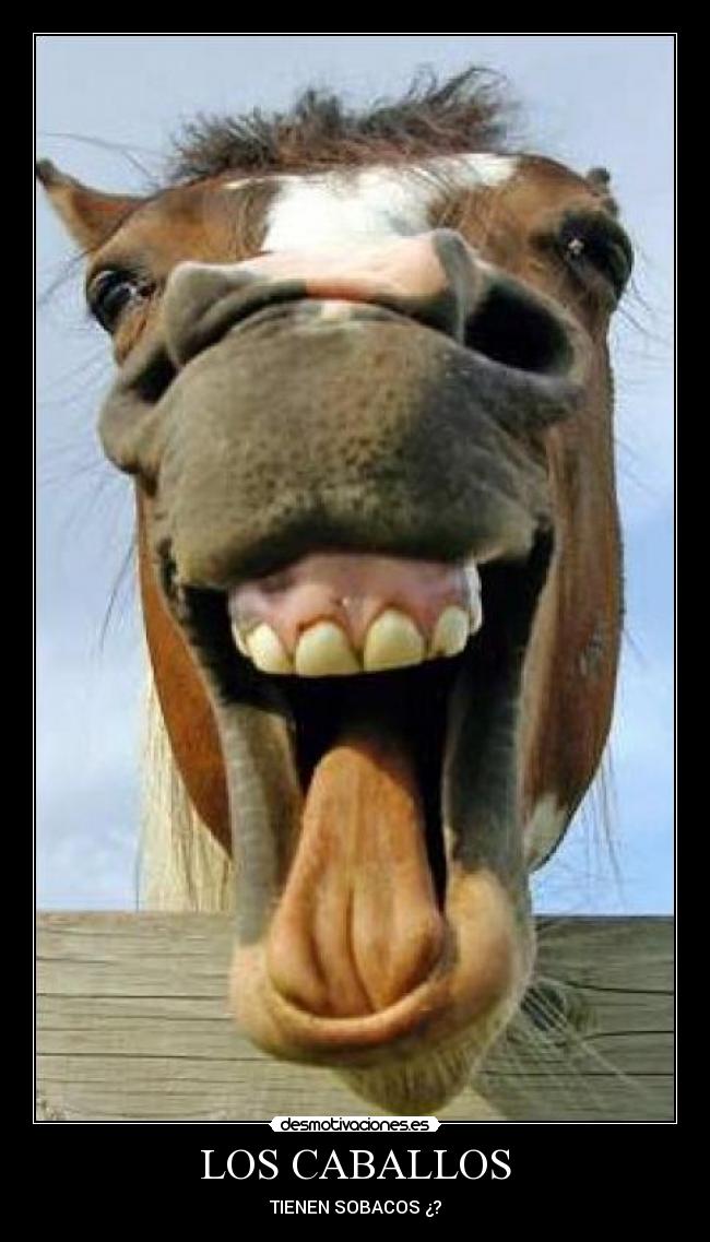 carteles caballos desmotivaciones