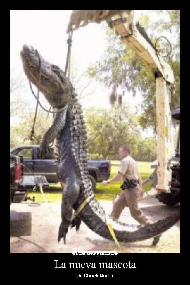 La nueva mascota - 