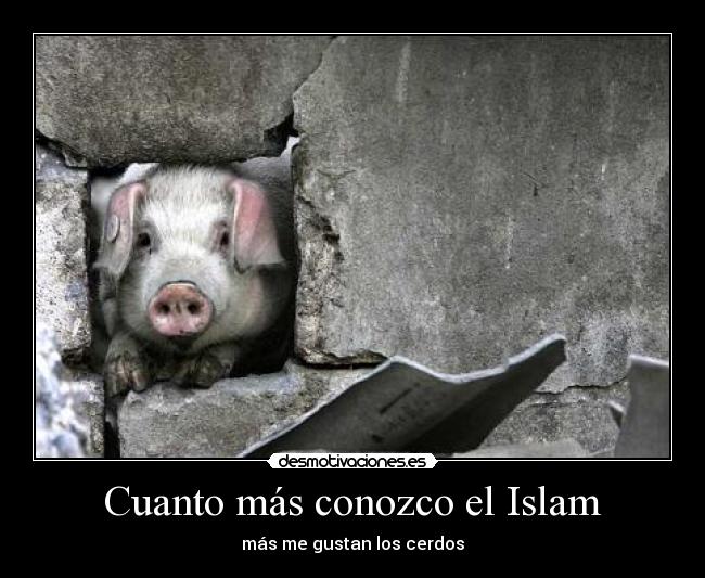 Cuanto más conozco el Islam - más me gustan los cerdos