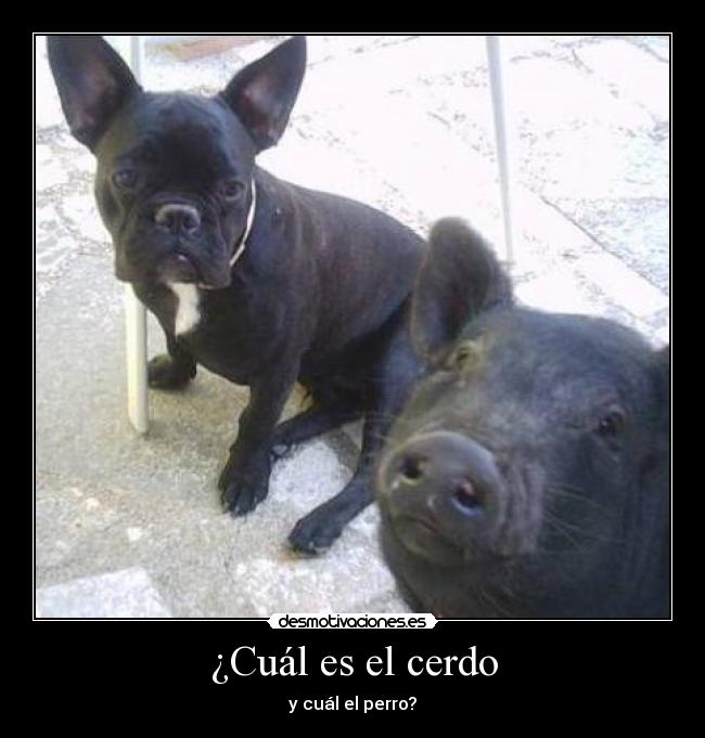 ¿Cuál es el cerdo - y cuál el perro?