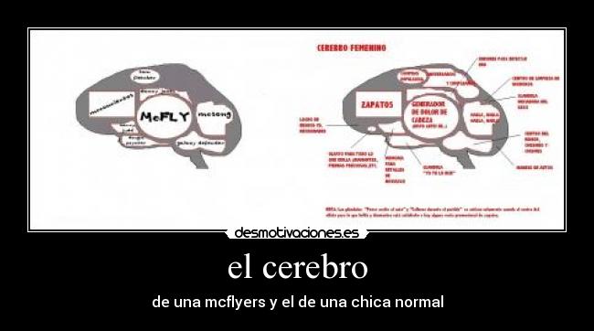 el cerebro -