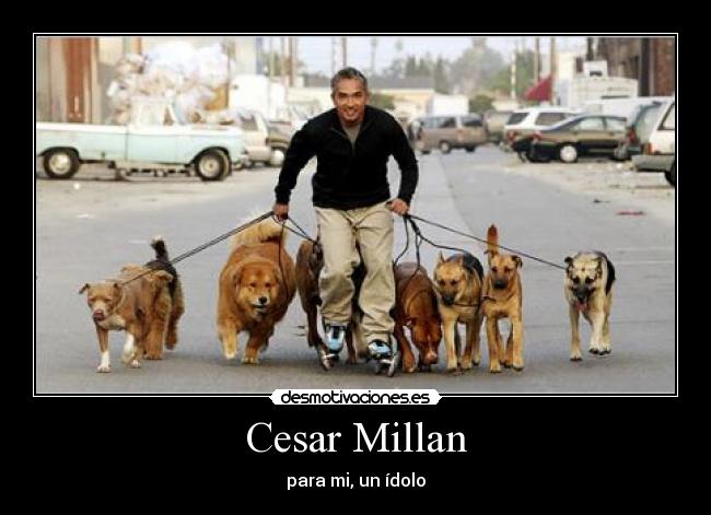 Cesar Millan - para mi, un ídolo