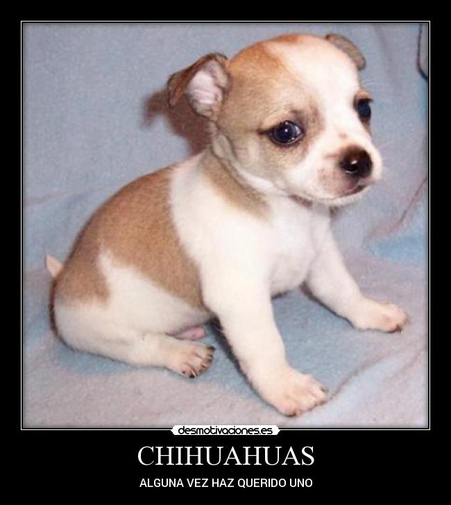 CHIHUAHUAS - ALGUNA VEZ HAZ QUERIDO UNO
