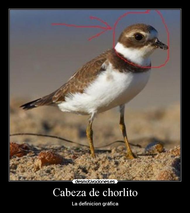 Cabeza de chorlito -