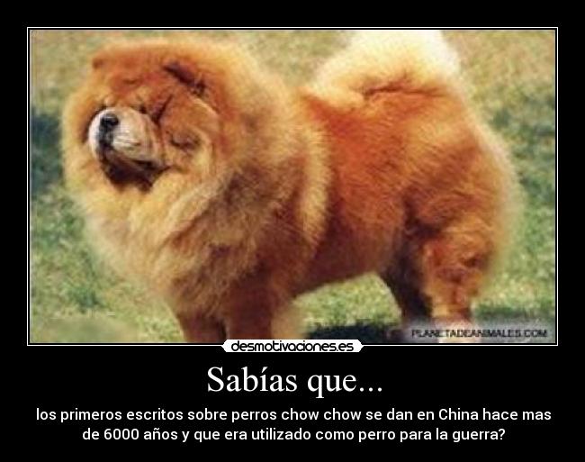 carteles perro guerra chino desmotivaciones