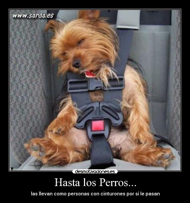 Hasta los Perros... -