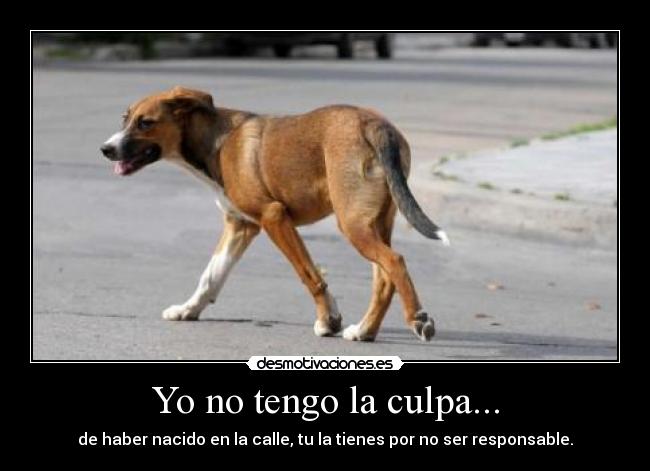 Yo no tengo la culpa... -
