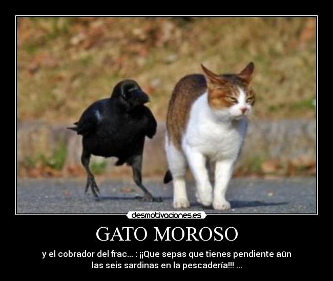 GATO MOROSO -