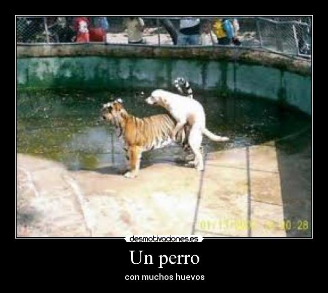 Un perro - con muchos huevos