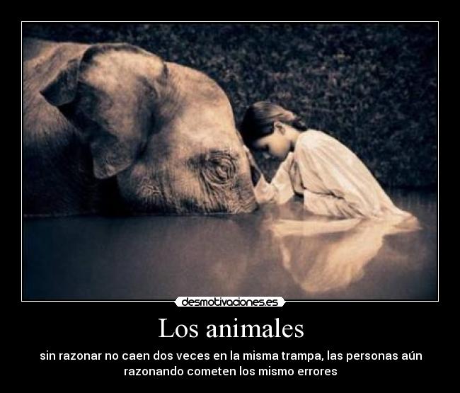 carteles animales ser humano unico animal desmotivaciones