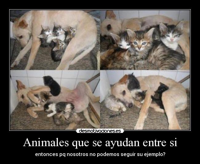 Animales que se ayudan entre si - entonces pq nosotros no podemos seguir su ejemplo?