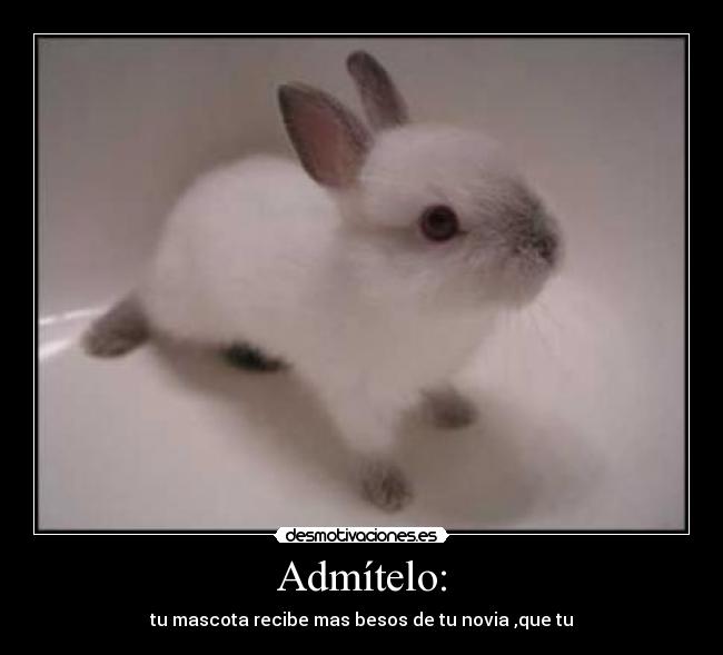 Admítelo: - tu mascota recibe mas besos de tu novia ,que tu