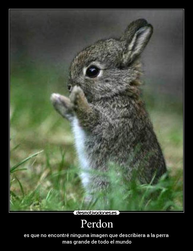 carteles perdon desmotivaciones