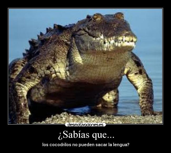 ¿Sabías que... - 