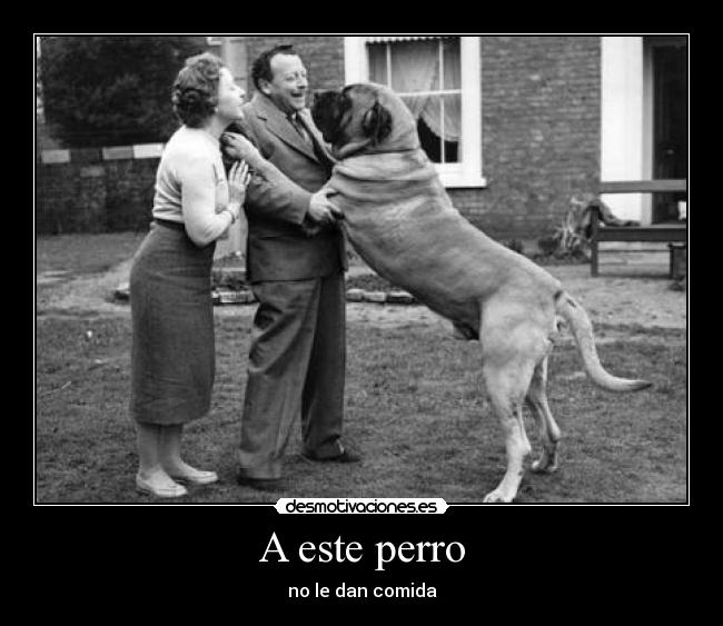 A este perro - 