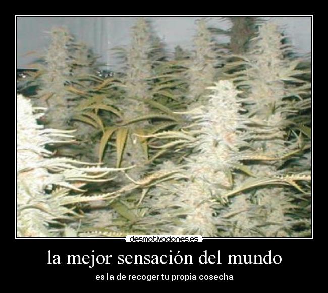 la mejor sensación del mundo - 