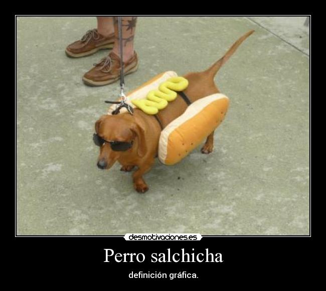 Perro salchicha -