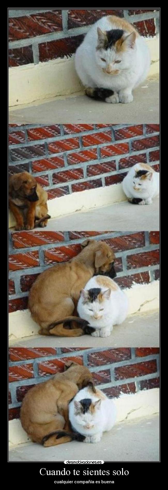Cuando te sientes solo - cualquier compañía es buena