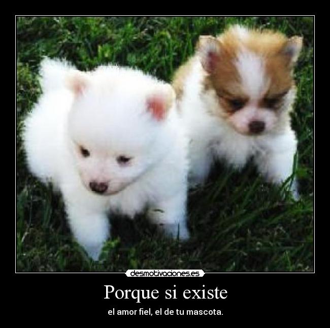 carteles mascotas desmotivaciones