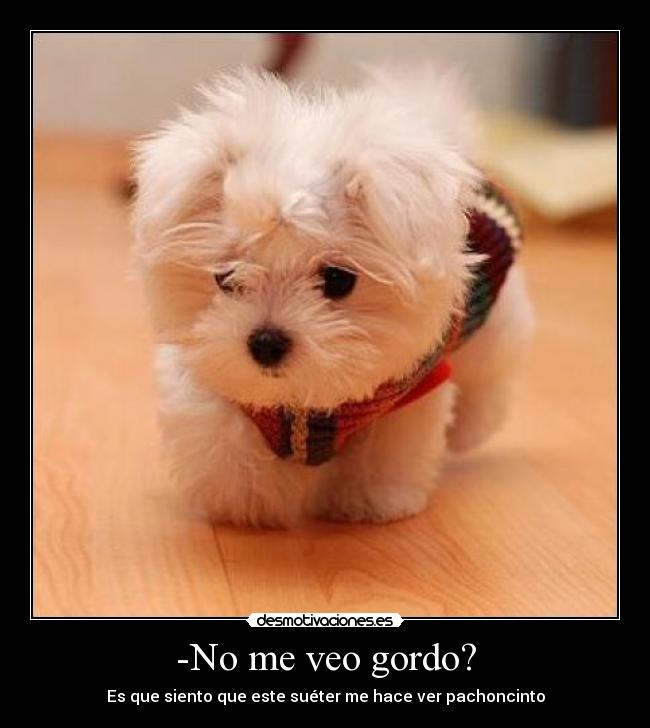 -No me veo gordo? - Es que siento que este suéter me hace ver pachoncinto