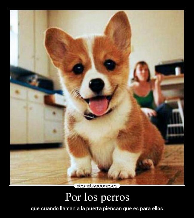 Por los perros -