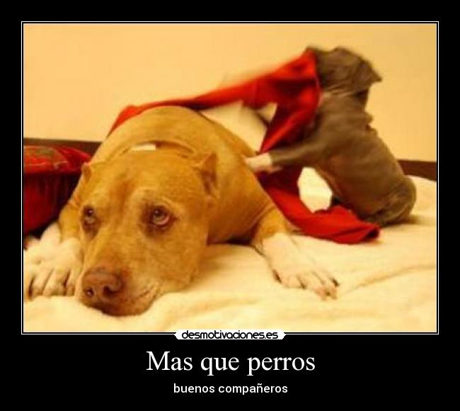 Mas que perros -