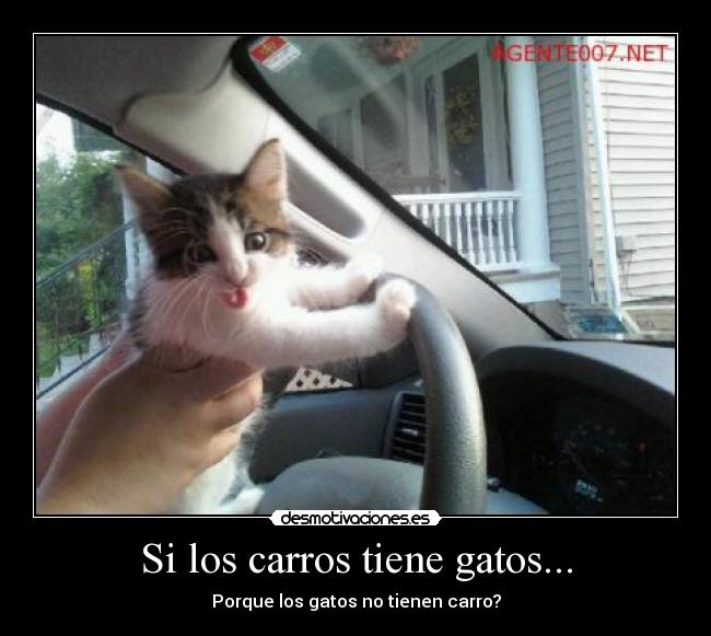 Si los carros tiene gatos... - Porque los gatos no tienen carro?