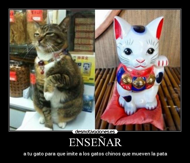 ENSEÑAR - a tu gato para que imite a los gatos chinos que mueven la pata