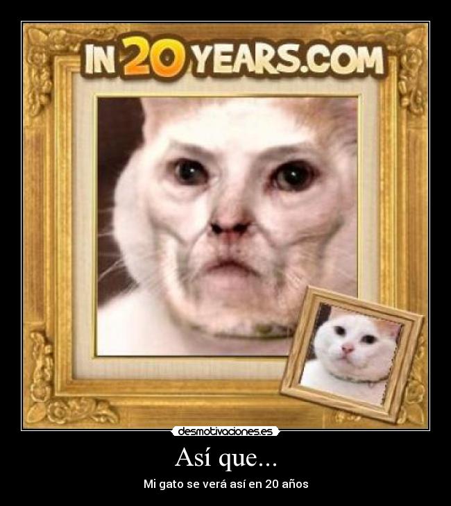 Así que... - Mi gato se verá así en 20 años