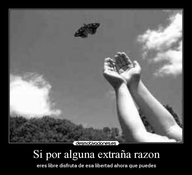 Si por alguna extraña razon - eres libre disfruta de esa libertad ahora que puedes