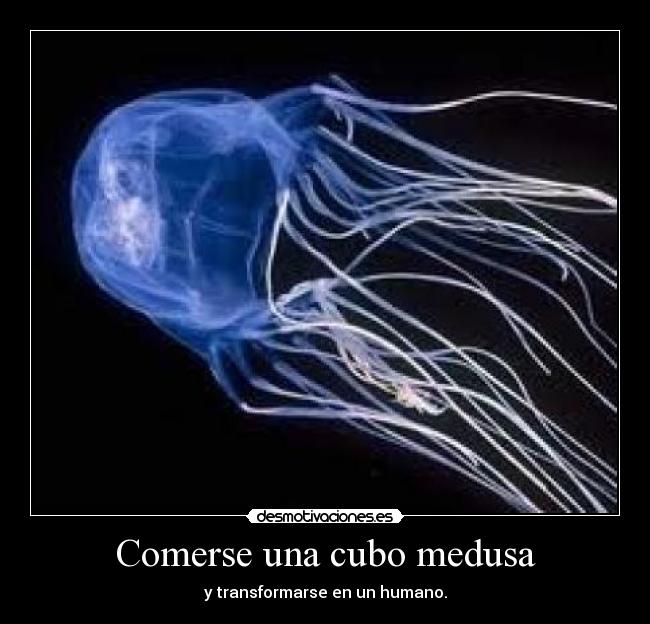 Comerse una cubo medusa - y transformarse en un humano.