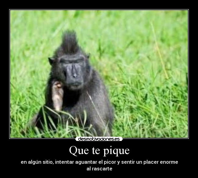 Que te pique - en algún sitio, intentar aguantar el picor y sentir un placer enorme al rascarte