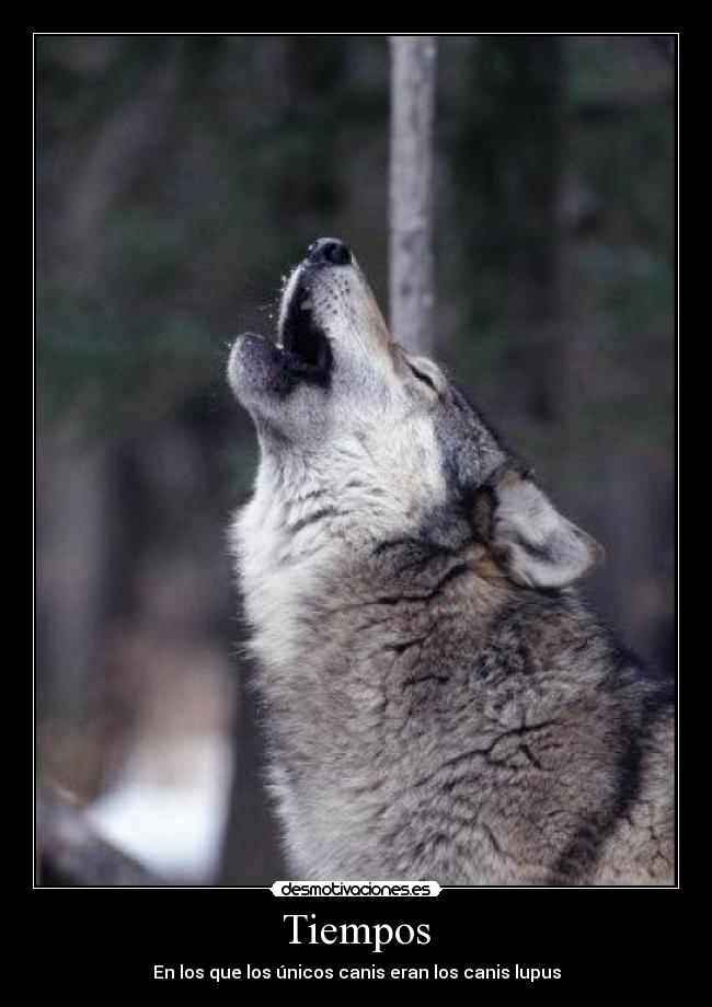 carteles canis lupus lobo comun desmotivaciones