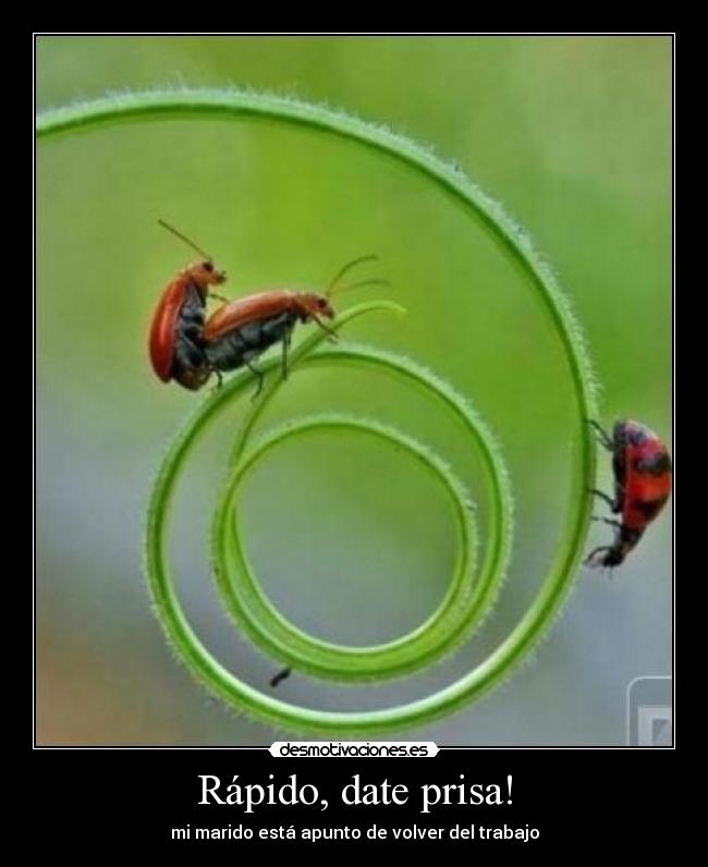 Rápido, date prisa! - mi marido está apunto de volver del trabajo
