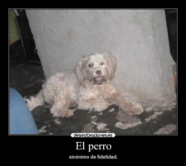 El perro - sinónimo de fidelidad.