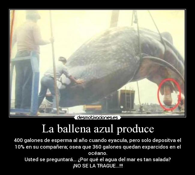La ballena azul produce -