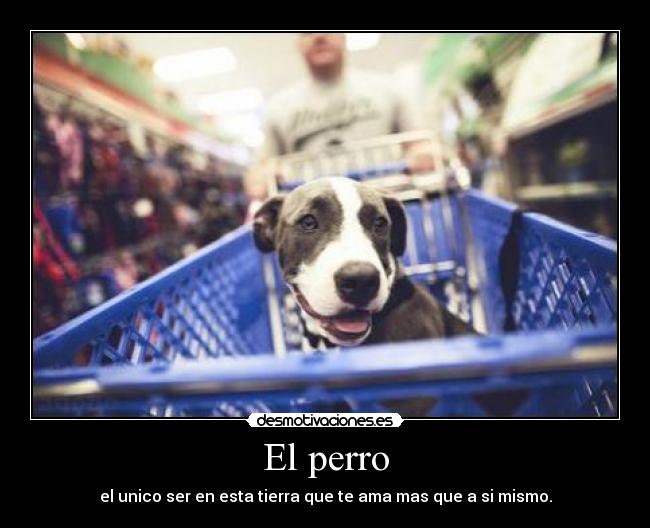 El perro -