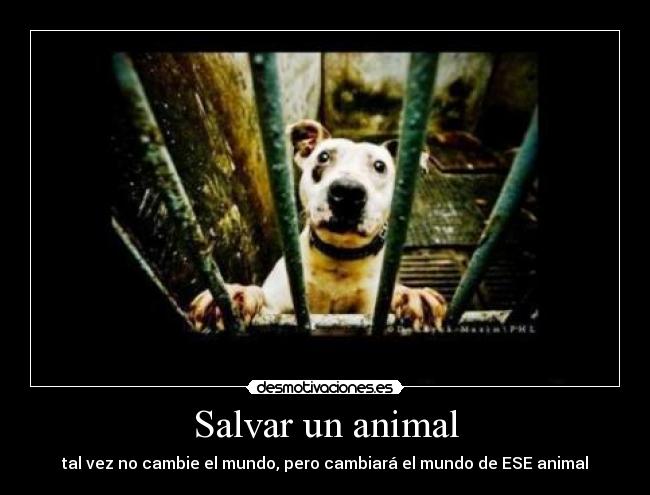 Salvar un animal - tal vez no cambie el mundo, pero cambiará el mundo de ESE animal