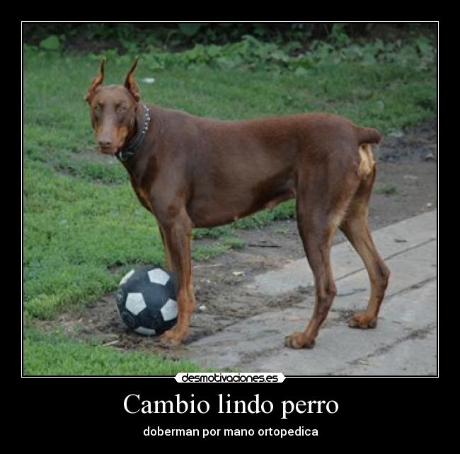Cambio lindo perro - 